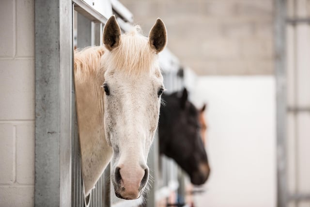 This campus specialises in equine education and will host tours of its breeding unit and equitation yard. During the weekend visitors can walk the campus trails (self-guided) to experience the wonderful natural environment, see the environmental enhancement work and its horses, visit the equitation yard displays, the breeding yard display including the equine racing simulator, see a farrier at work in its farriery unit display.