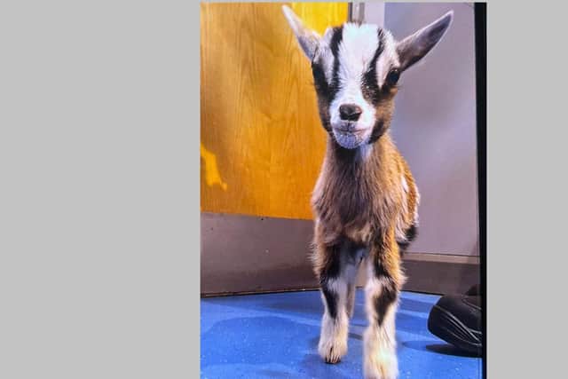 The three-week-old pygmy goat taken from Tannaghmore Animal Farm near Lurgan. Picture: released by PSNI