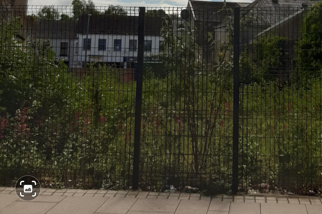 'Living' walls featuring shrubbery could be installed at total cost of £120,000 in Larne, Carrickfergus and Ballymena