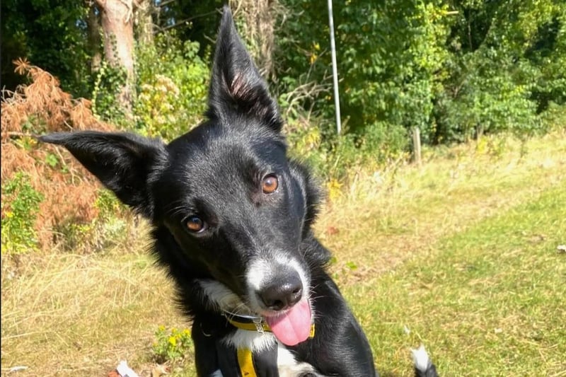 Border Collie cross Margot is a gorgeous, sweet, fun loving dog who is looking for her forever home. She is settling well into her foster home and is happy to meet other dogs out and about, but staff believe that she will thrive as the only pet in the home as she prefers not to share her favourite things and would need a home with only adults. She enjoys getting out for walks in parks or forests where she is not near passing vehicles. Margot has some on going medical needs that do not require medication but this will need to be considered by her new family, and she would need a home where she wouldn't be allowed unsupervised access to stairs. The team at Ballymena are happy to discuss all of this with potential adopters.