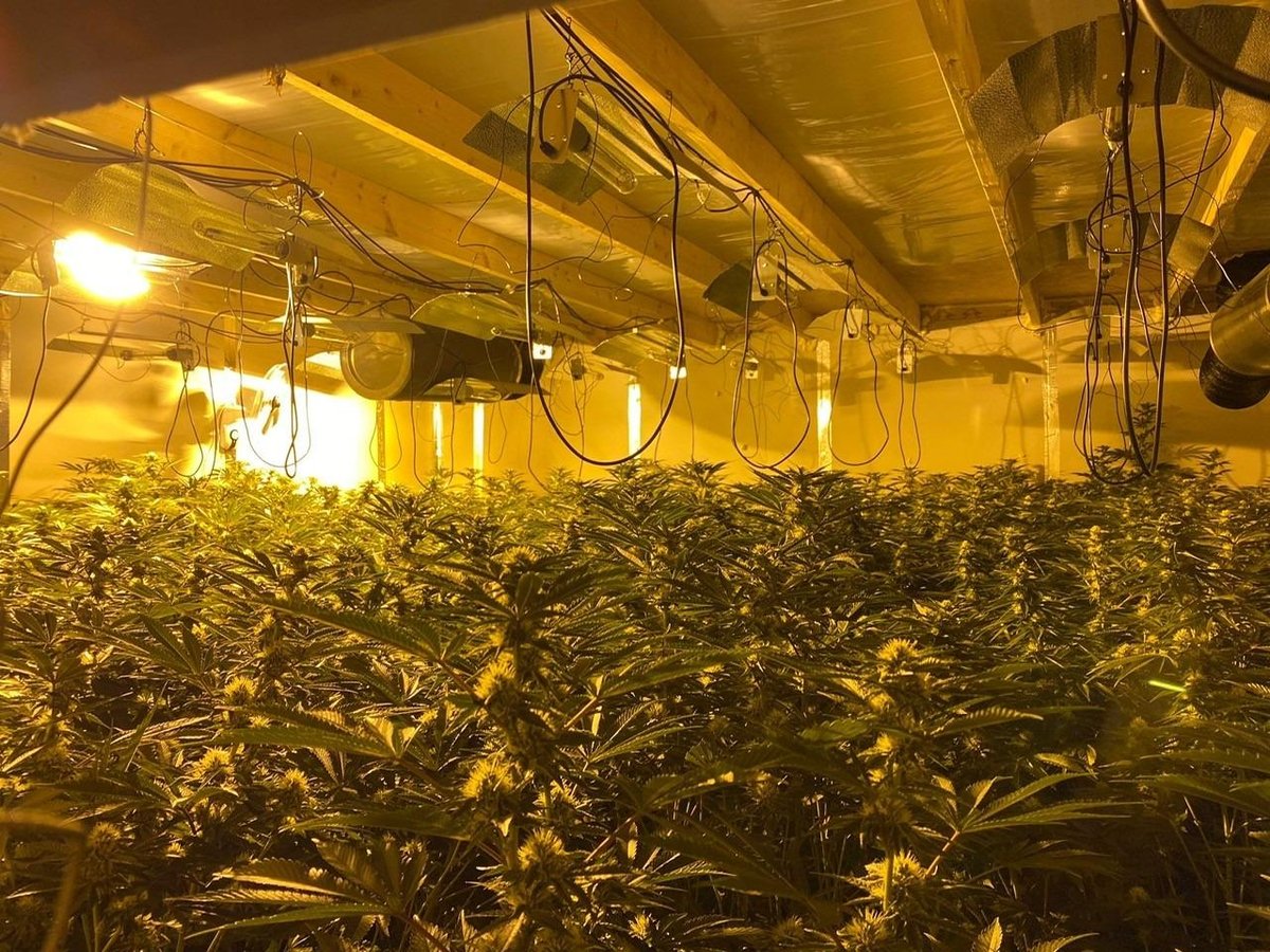 North Belfast 'sophisticated' cannabis factory discovered and drugs worth £600,000 seized