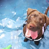 Hot weather can cause problems for our canine friends.