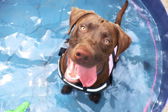 Hot weather can cause problems for our canine friends.