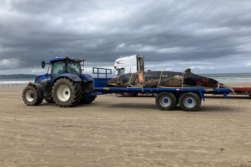 The operation to remove the beached minke whale calf from Portstewart Strand took place on Tuesday, May 27. CREDIT NI WORLD