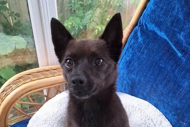 Causeway Coast dog rescue charity says NI rehoming centres are in
