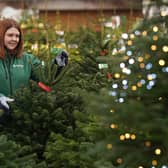 Dobbies Lisburn store has donated Christmas trees to local community groups