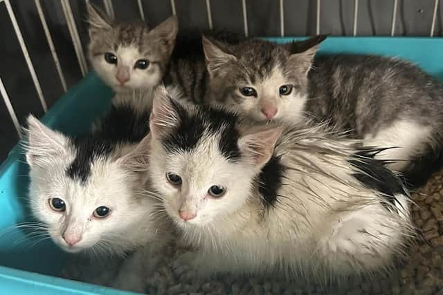The four little kittens were rescued on the Bog Road in Lisburn. Photograph by Rescue Cats NI