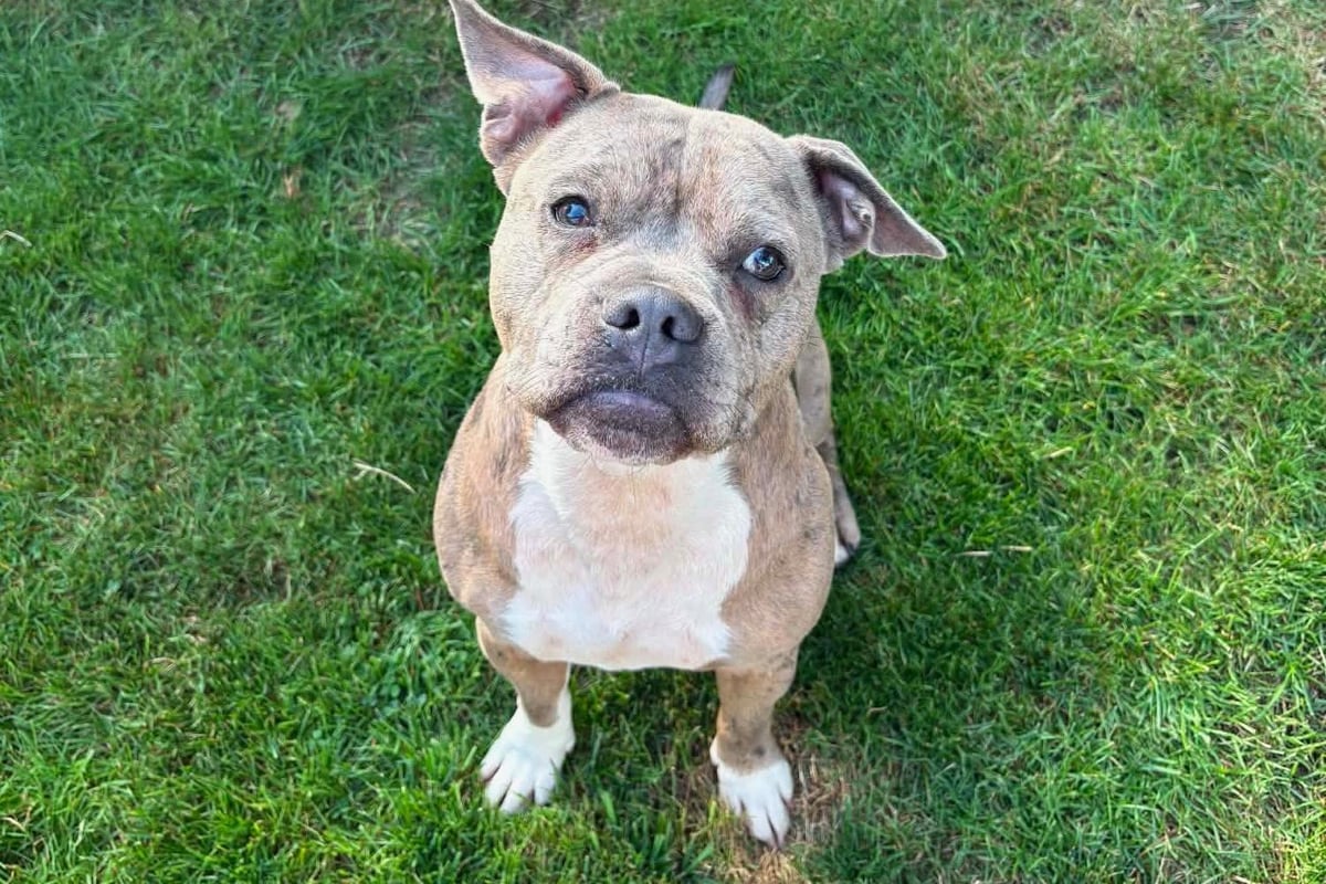 A Dundonald stray dog has celebrated his first year of freedom after a prolonged legal case for his life