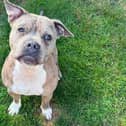 Max settled at home one year after the court case battle to save his life. Pic credit: LDRS