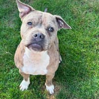 A Dundonald stray dog has celebrated his first year of freedom after a prolonged legal case for his life