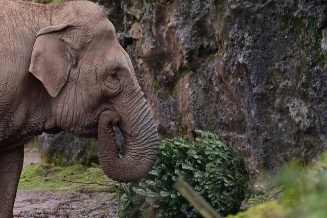 The elephant enclosure is one of the areas where donated Christmas trees are being put to good use.