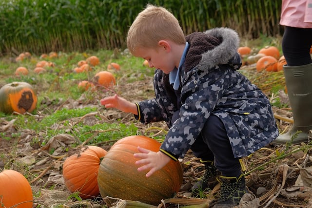 Picking a pumpkin in  Loughgall, Co.Armagh. Photo by LiamMcArdle.com