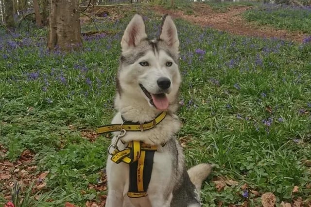 Siberian Husky Rhyver is looking for a loving home that will offer her plenty of time to chill but also have space for her to potter around in. Rhyver would be best suited with a fairly active home, with no kids, secured garden or access to a secured area for some off-lead fun. Rhyver may be able to live with another dog after successful meets at the centre. The adopter should do some research on the breed of a husky as Rhyver is quite your 'typical' husky in many ways! She enjoys a snuggle and attention but quite often this is at her picking and choosing. Rhyver has had some gastro/stomach upset but is quite settled at the moment, so would need her adopter to stick to a relatively straight forward diet in the home - this should be all that she needs, but may require some veterinary check ups from time-to-time.