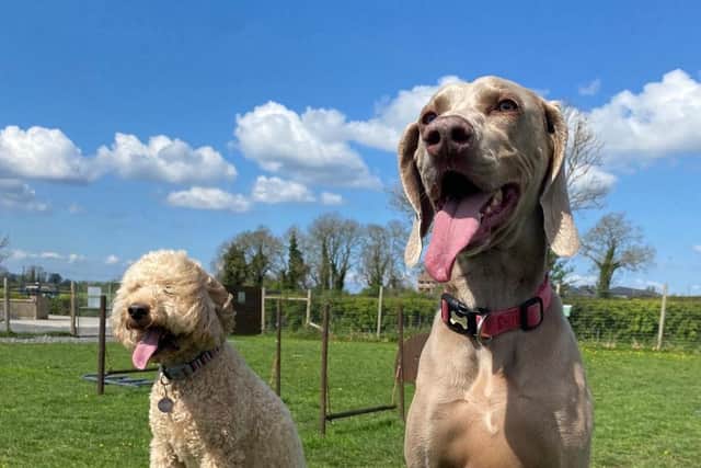 The owners of Unleashed Dog Adventure Park outside Moira are fighting to secure planning permission for the business. Pic credit: Unleashed