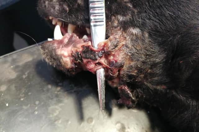 The dogs had injuries to their heads and faces. They had untreated injuries including holes through the tissue surrounding their mouths, parts of their faces missing and other serious facial injuries, some more recent than others.