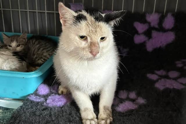 The mummy cat is receiving care and attention alongside her four tiny kittens at Rescue Cats NI. Photograph by Rescue Cats NI