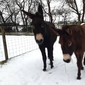 Some of the resident herd at The Donkey Sanctuary Belfast exploring the snow at the centre in Templepatrick on Tuesday.  Photo: The Donkey Sanctuary