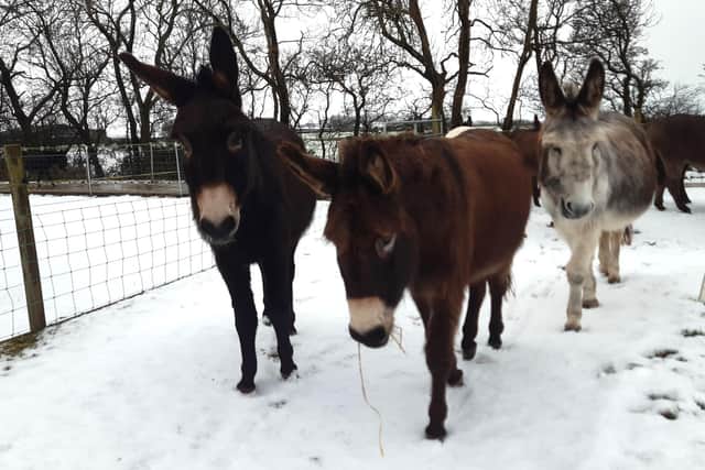 Some of the resident herd at The Donkey Sanctuary Belfast exploring the snow at the centre in Templepatrick on Tuesday.  Photo: The Donkey Sanctuary