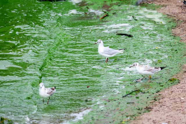 Blue-green algae on Lough Neagh at Antrim Lough Shore. Picture: Jonathan Porter  /PressEye