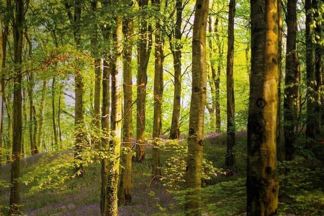 Ideal for little ramblers, Mid and East Antrim Borough Council is running a number of free 'Celebrate Celtic Spring' walking events in the coming weeks. Walks during half term include the People’s Park, Ballymena on  Monday, February 10 from 2pm - 4pm and the ECOS Nature Park, Ballymena on Thursday, February 13 from 2pm - 4pm.  Visit MEABC's Facebook page to book a place.
