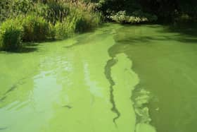 The public are being urged to remain vigilant and take extra care if visiting the north coast over the July holidays, particularly the Portstewart/Castlerock area, following confirmation of Blue-green algae at Castlerock Beach. Credit; DEARA