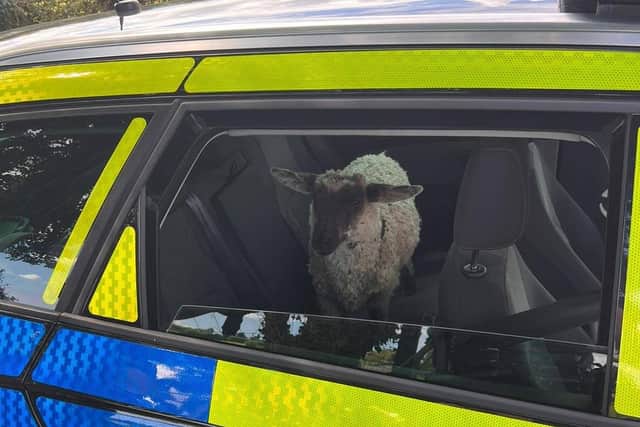 Ewe're nicked! The runaway lamb safely contained in the back of the police car. Picture: PSNI