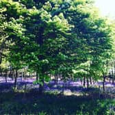 Bluebells at Baronscourt Estate (Photo: Courtesy of Baronscourt Estate).