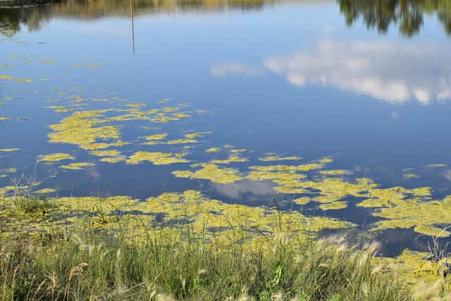 Armagh City, Banbridge and Craigavon Borough Council is encouraging users of council owned lakes and waterways to be mindful of the signs of blue-green algae and exercise precautionary measures.
