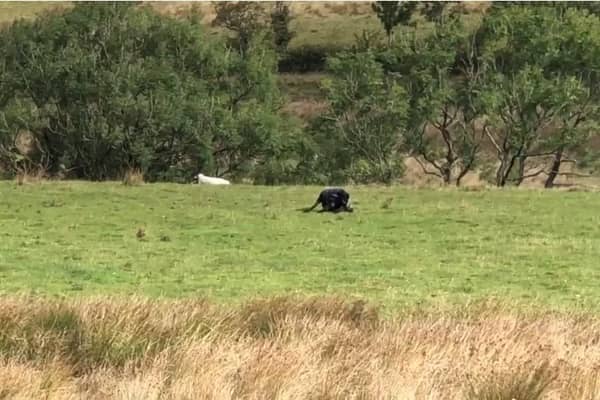 Teens had just passed Jacob’s Ladder in the Peak District when they spotted what they thought was a wild cat