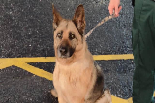 This lovely dog was found in Dungannon.