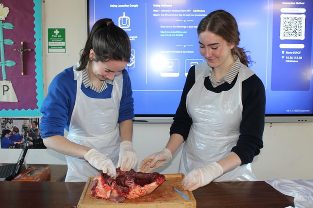 Dissection in the Biology department at Dominican College open night and morning