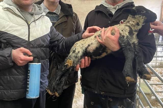 Social Farming participants welcoming new life to the farm