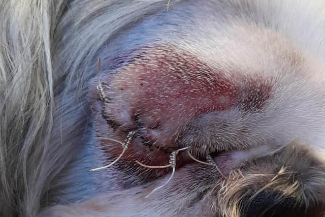 Alfie had to undergo surgery to remove his eye after he came in contact with a nail that was sticking out of a telegraph pole. Pic credit: Contributed by Frank Graham