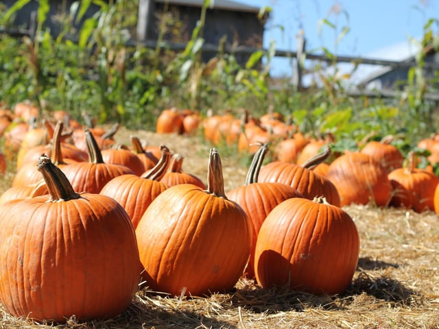 Get ready for the spooky season with a ticket that guarantees fun farm admission, a visit to the pumpkin patch, pumpkin pick ‘n’ carve for both kids and adults, a thrilling quad barrel ride, a paintball station at ‘Splat That Spook’, a bouncy castle, and play park. Don’t forget to treat yourself to ice cream at Old McD’s Ice Cream Parlour or have a piece of pizza at Granny McD’s Pizzeria - both available onsite.
For more information, go to eventbrite.co.uk/e/halloween-spooktacular-2023