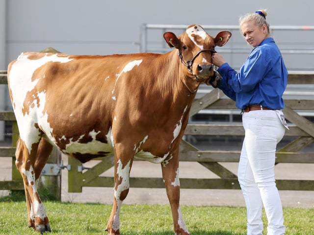 Getting ready for the show ring.