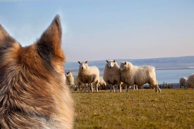 Tom Elliott MLA has expressed concern at the increasing number of dog attacks in the Dungannon area. Credit: Contributed