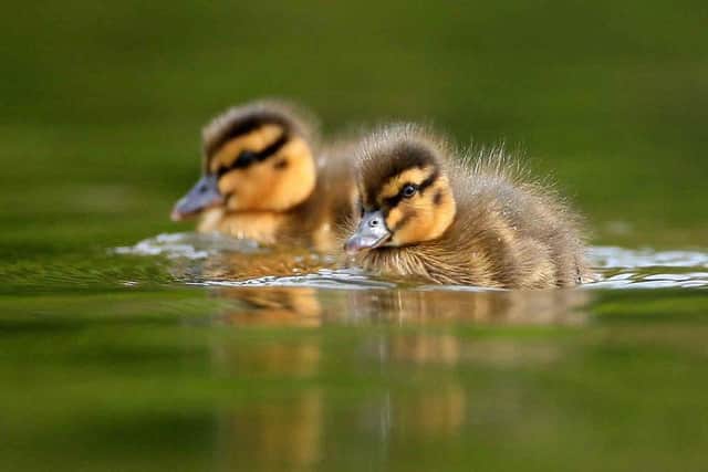 Ducklings practising their newly-acquired swimming skills. Credit: WWT Castle Espie