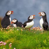 A new survey has revealed 46 per cent of people in Northern Ireland are unsure where to spot different animals.