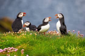 A new survey has revealed 46 per cent of people in Northern Ireland are unsure where to spot different animals.