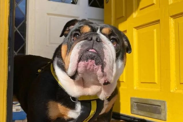 Bella is an absolutely beautiful five year old bulldog who adores nothing more than snuggles on the sofa with her favourite people. She's a brilliant character guaranteed to bring a smile to her new adopters, especially when she waves her paw for extra pets. Bella is slowly learning that walks can be fun and enjoys playing with toys at home. Bella is a superstar looking for a home where she would be the only dog/pet as she wants all the cuddles to herself and would rather not share the spotlight, but could have other dog friends visiting if the correct management is in place.