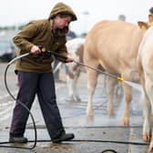 Lucy Rogers from Ballynahinch with her Hillhead British Blonde.