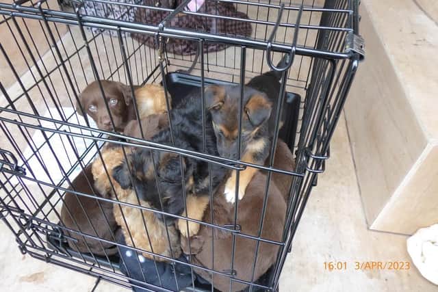 Council image of rescued puppies following a recent operation in Larne.