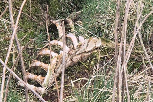 An animal carcass dumped on the Reclain Road. Photo: Kevin McElvogue