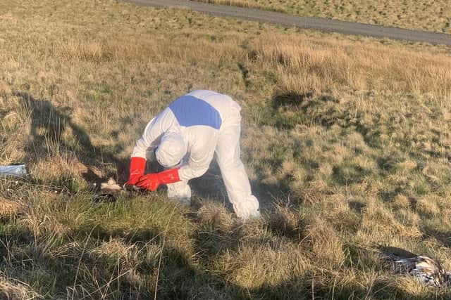 PSNI specialist unit collecting the carcasses.