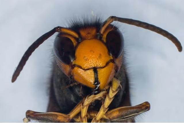 Asian hornet: Public warned after first confirmed sighting of 'harmful invasive species' in Northern Ireland