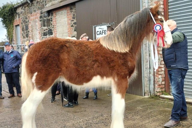 Young Stock Show Champion – Yearling Colt – Hallmark Maverick from William Hall, Finvoy.