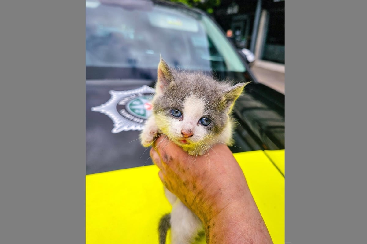 Portadown kitten rescue drama for PSNI officers