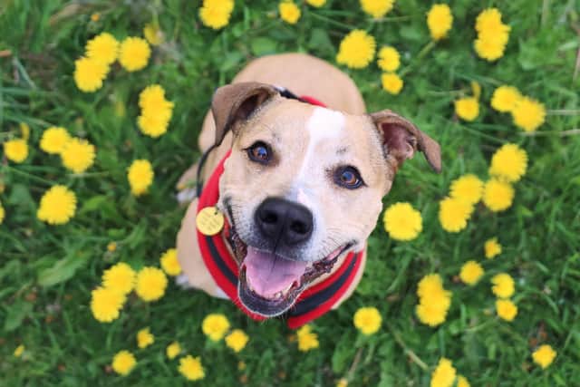 Dogs Trust Ballymena is urging dog owners to be aware of the potential dangers of certain spring plants and bulbs. Photo: Dogs Trust