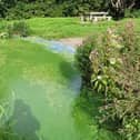 Blue green toxic algae on Lough Neagh.