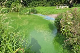 Blue green toxic algae on Lough Neagh.